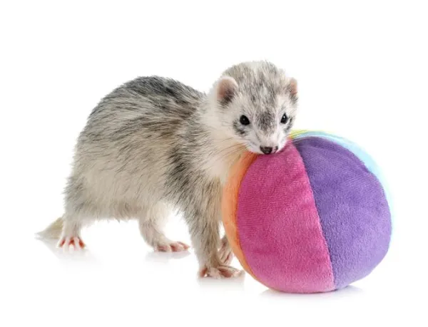 Top Toys Every Ferret Will Love: A Guide for New and Experienced Pet Owners