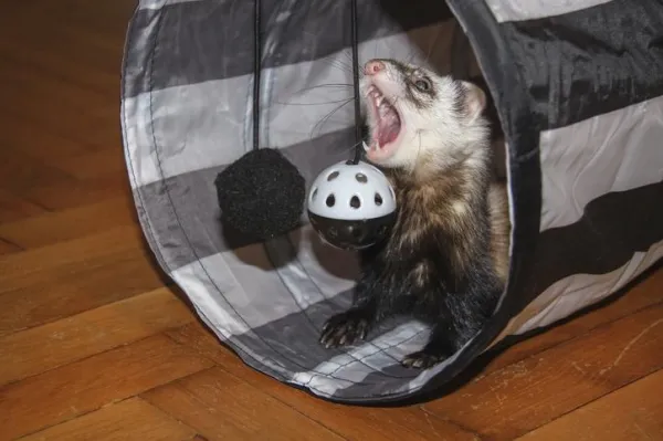 Top Toys Every Ferret Will Love: A Guide for New and Experienced Pet Owners
