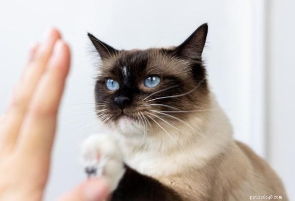 Training Your Cat: Proven Techniques to Teach Tricks and Commands