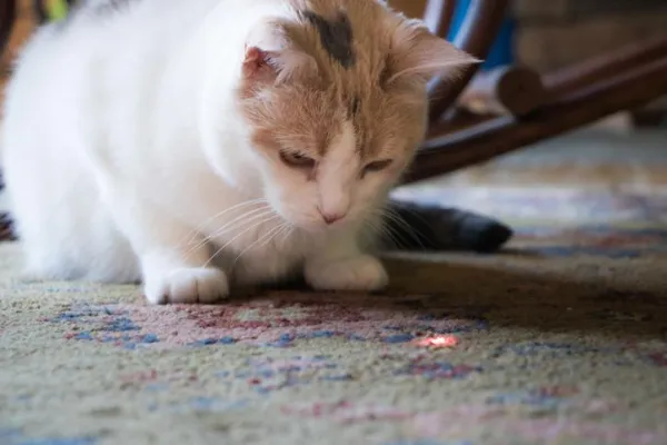 Why Is My Cat Not Playing? Identify Causes & How to Help
