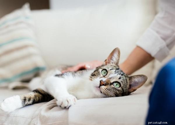 Why Is My Cat Not Playing? Identify Causes & How to Help
