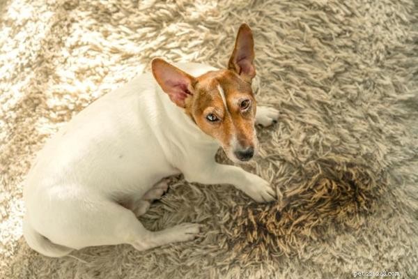 Stop Your Dog from Peeing Inside at Night: Proven Training Tips