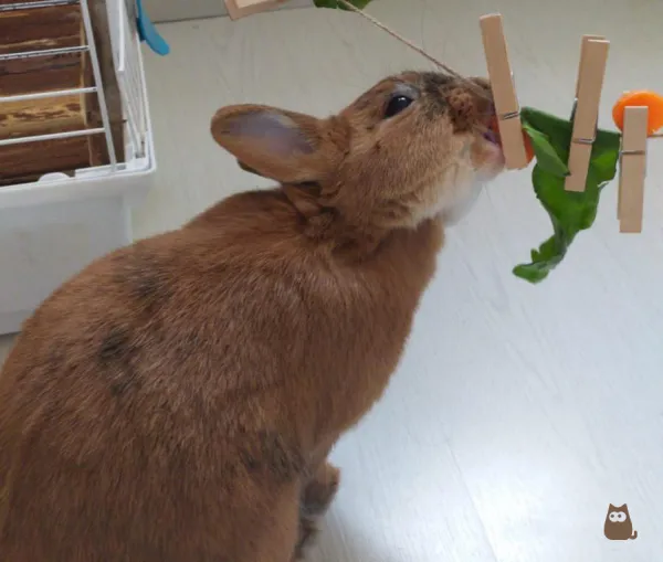 5 Easy Homemade Rabbit Toys to Keep Your Furry Friend Entertained