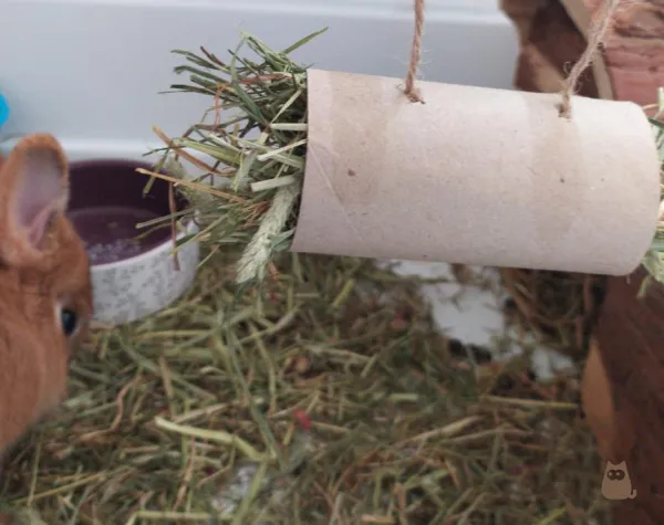 5 Easy Homemade Rabbit Toys to Keep Your Furry Friend Entertained