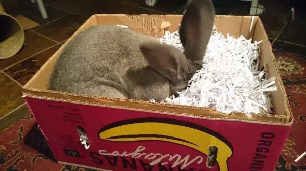 5 Easy Homemade Rabbit Toys to Keep Your Furry Friend Entertained