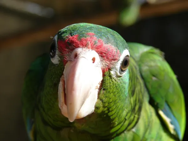 How to Calm a Loud Parrot: Expert Tips for Quieting Your Feathered Friend