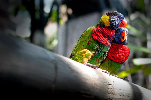 How to Calm a Loud Parrot: Expert Tips for Quieting Your Feathered Friend
