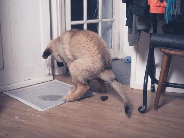 Managing Unexpected Wall Poop: A Guide for Dog Owners