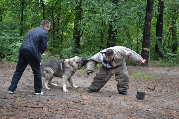 Understanding the Dunbar Bite Scale: Six Levels of Dog Bite Severity