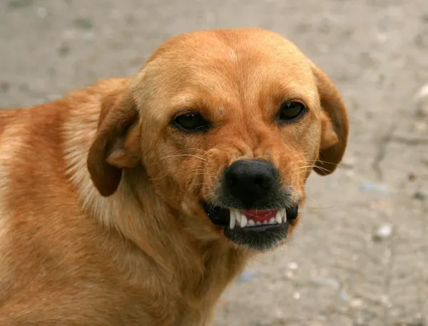 Understanding the Dunbar Bite Scale: Six Levels of Dog Bite Severity