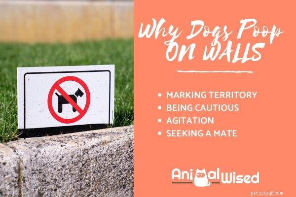 Managing Unexpected Wall Poop: A Guide for Dog Owners