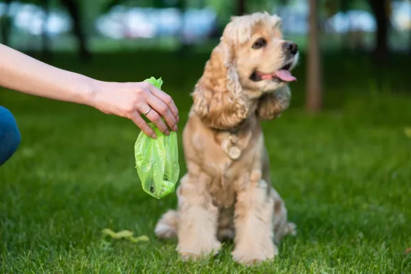 Managing Unexpected Wall Poop: A Guide for Dog Owners