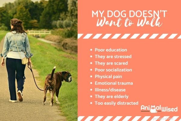 Why Your Dog Won t Walk Outside – Understanding Their Reluctance