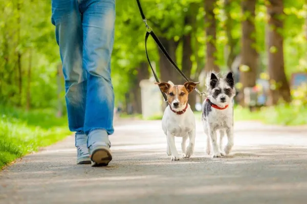 Why Your Dog Won t Walk Outside – Understanding Their Reluctance