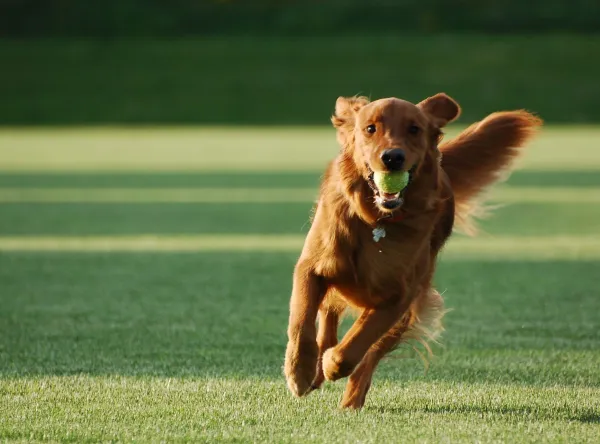 Why Your Dog Won t Walk Outside – Understanding Their Reluctance