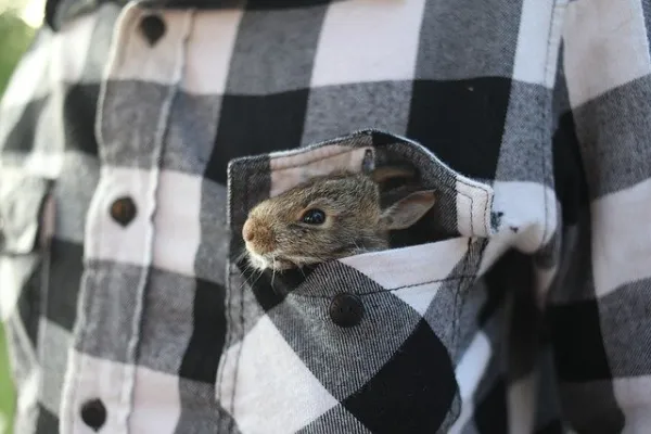 Understanding Your Rabbit’s Vocalizations: Common Sounds and Their Meanings