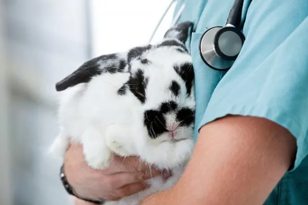 Understanding Your Rabbit’s Vocalizations: Common Sounds and Their Meanings