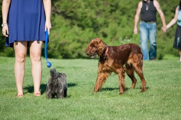 Why Your Dog Won t Walk Outside – Understanding Their Reluctance