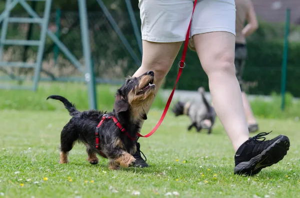 Why Is My Dog Ignoring Me? Expert Solutions & Tips