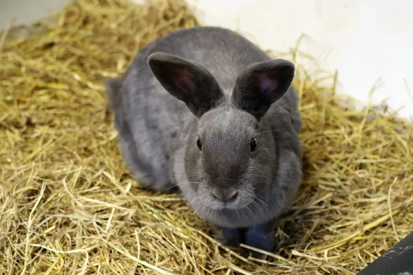 Understanding Why Rabbits Bite: A Guide to Preventing Aggression