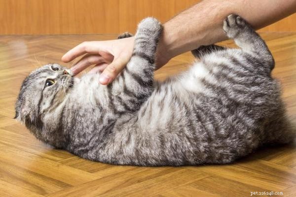 Why Do Cats Bite and Kick With Their Back Legs? Expert Insights