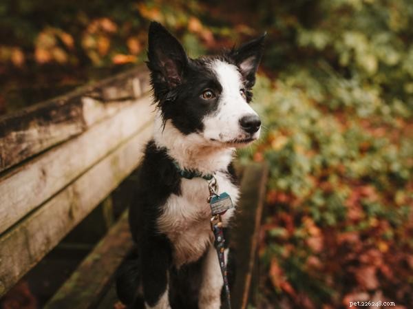 Why Your Dog Blocks Other Dogs from Sniffing Their Rear End