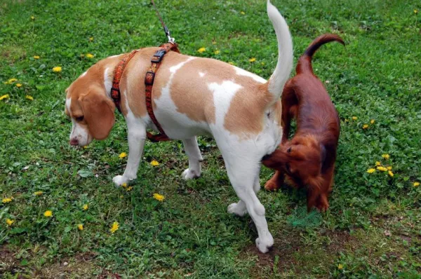 Why Your Dog Blocks Other Dogs from Sniffing Their Rear End