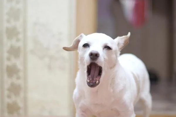 Dealing with a Neighbor s Persistent Barking Dog: Practical Solutions