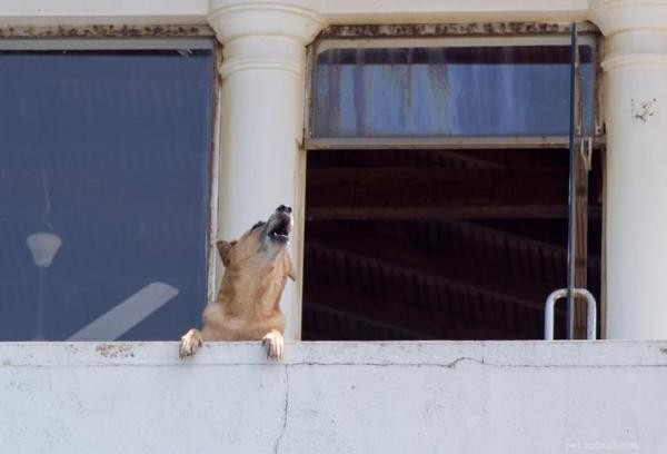 Dealing with a Neighbor s Persistent Barking Dog: Practical Solutions