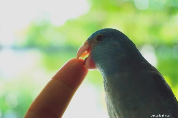 Why Did My Parrot Suddenly Start Biting? Causes & Solutions