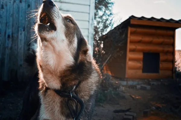 Dealing with a Neighbor s Persistent Barking Dog: Practical Solutions