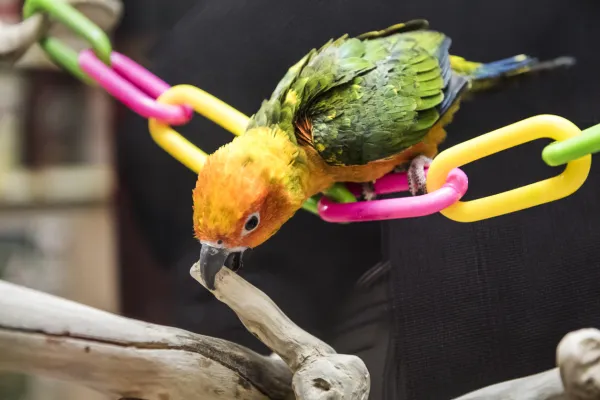 Why Did My Parrot Suddenly Start Biting? Causes & Solutions