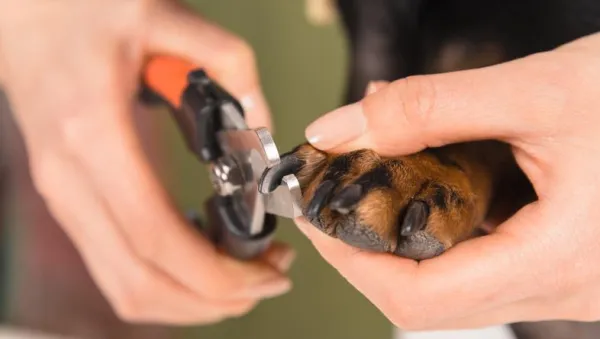 Dog Nail Chewing: Causes, Symptoms, and Prevention Tips