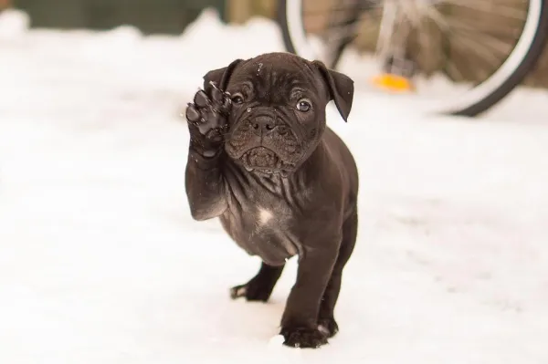 Dog Nail Chewing: Causes, Symptoms, and Prevention Tips