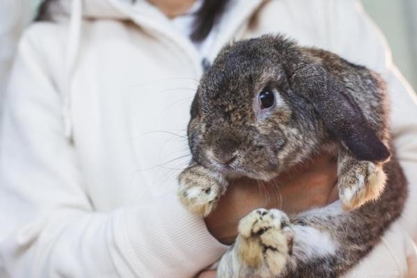 Why Does My Rabbit Pee on Me? Understanding and Managing Unexpected Urination