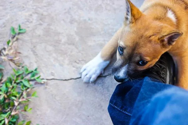 Stop Your Dog from Biting Your Feet During Walks: Proven Training Tips