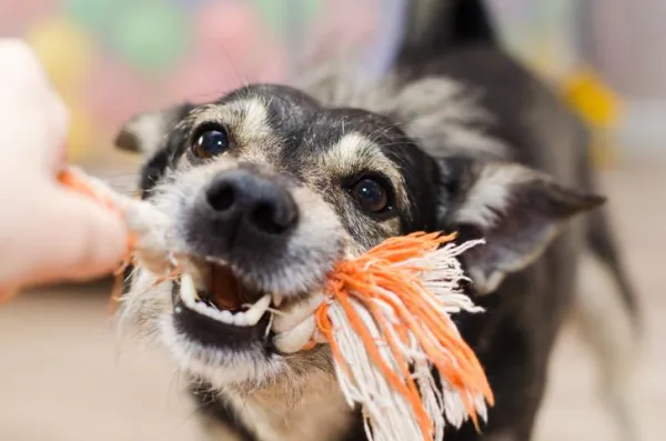 Stop Your Dog from Biting Your Feet During Walks: Proven Training Tips