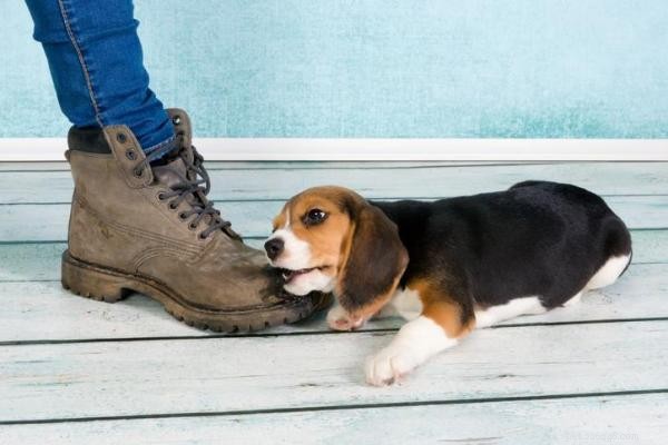 Stop Your Dog from Biting Your Feet During Walks: Proven Training Tips