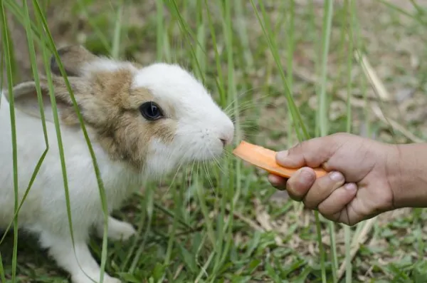 Why Does My Rabbit Pee on Me? Understanding and Managing Unexpected Urination