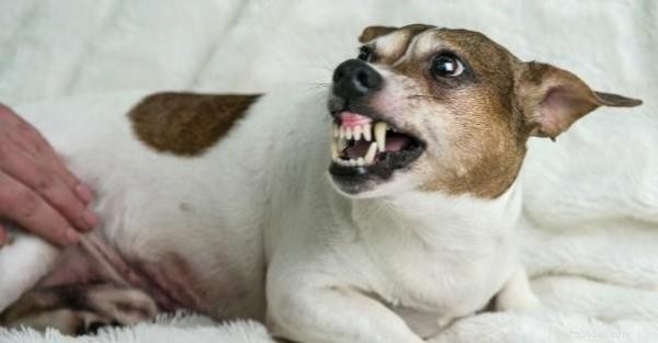 Why Your Dog May Become Aggressive After Neutering—and How to Address It