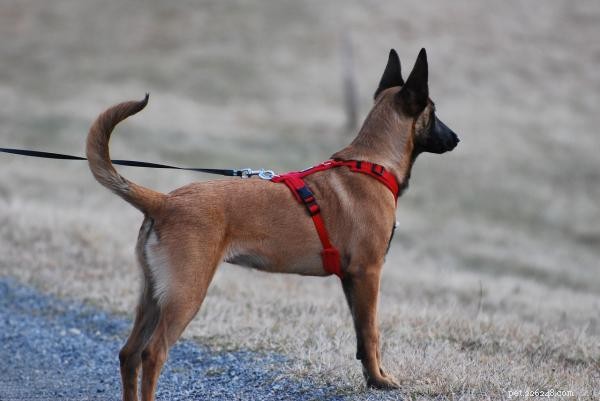 Collar vs Harness: Which Is Safer for Your Dog?