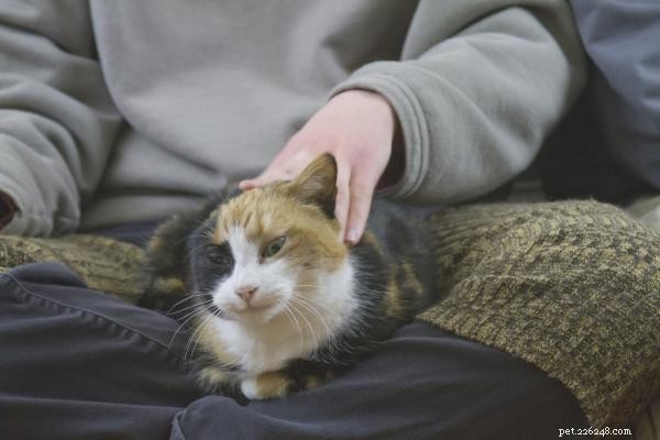 Some Cats Enjoy Gentle Spanking: Understanding Their Unique Affection Style