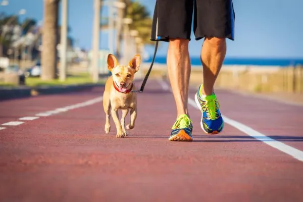 Collar vs Harness: Which Is Safer for Your Dog?