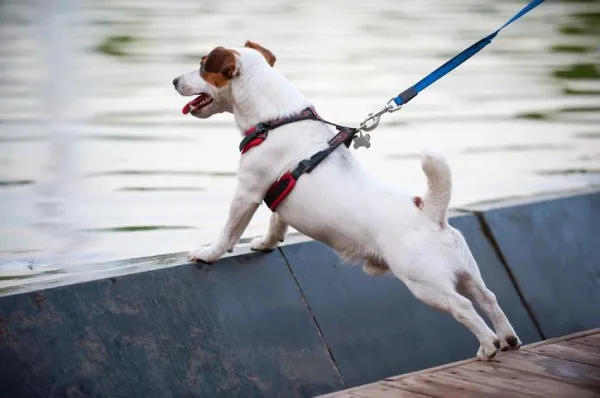 Collar vs Harness: Which Is Safer for Your Dog?