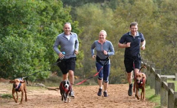 How to Train Your Dog to Run Beside You: A Step‑by‑Step Guide