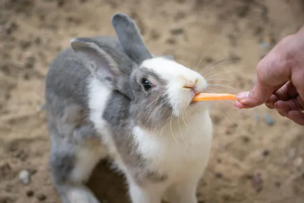 Top Healthy Treats & Snacks for Your Rabbit