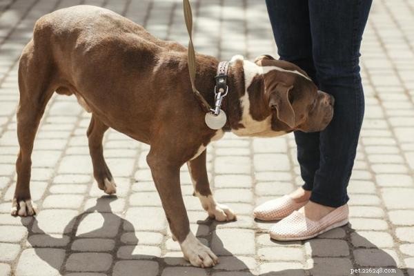Understanding Why Your Dog Fears Cars and Traffic – Causes, Signs, and Solutions