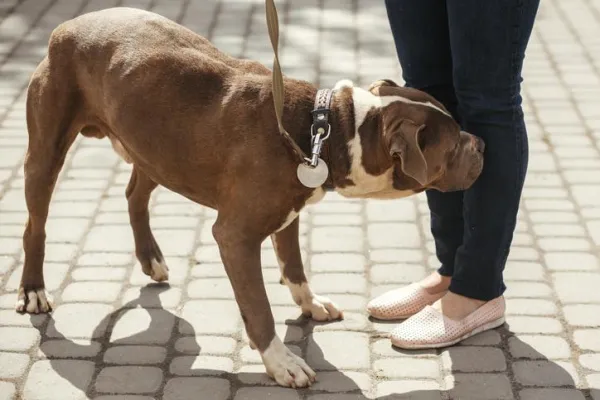 Understanding Why Your Dog Fears Cars and Traffic – Causes, Signs, and Solutions