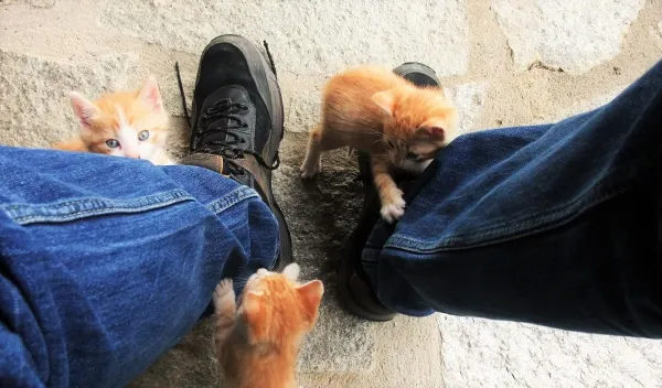 Why Does Your Cat Attack You? Causes, Signs, and How to Stop It