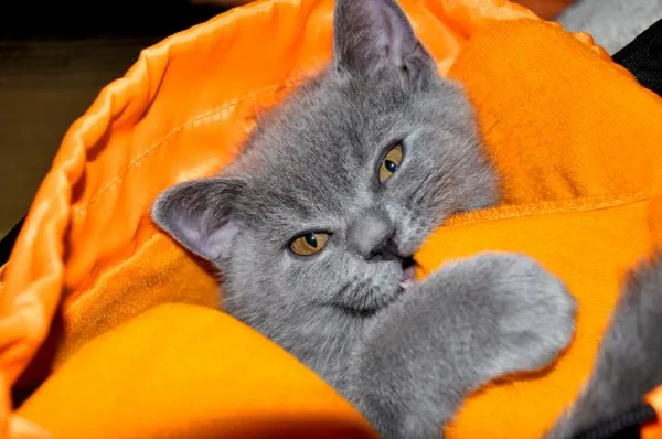 Why Is My Cat Chewing Clothes? Understanding Feline Behavior and Solutions